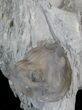 Inflated, Enrolled Isotelus Trilobite - Ohio #43126-1